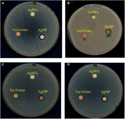 In Vitro Antimicrobial Activity of Green Synthesized Silver Nanoparticles Against Selected Gram-negative Foodborne Pathogens